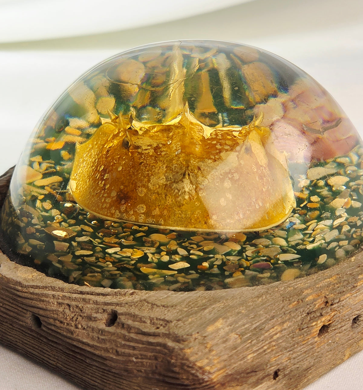 Vintage Resin Horseshoe Crab Coastal Curio Paperweight Display on Wood Base