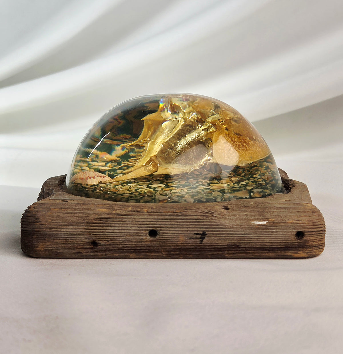 Vintage Resin Horseshoe Crab Coastal Curio Paperweight Display on Wood Base