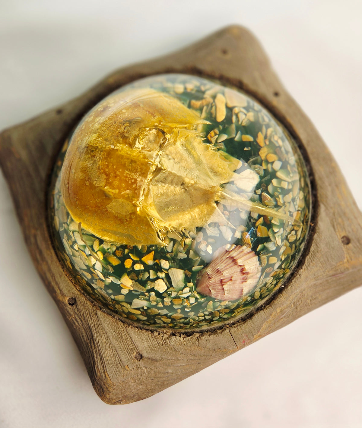 Vintage Resin Horseshoe Crab Coastal Curio Paperweight Display on Wood Base