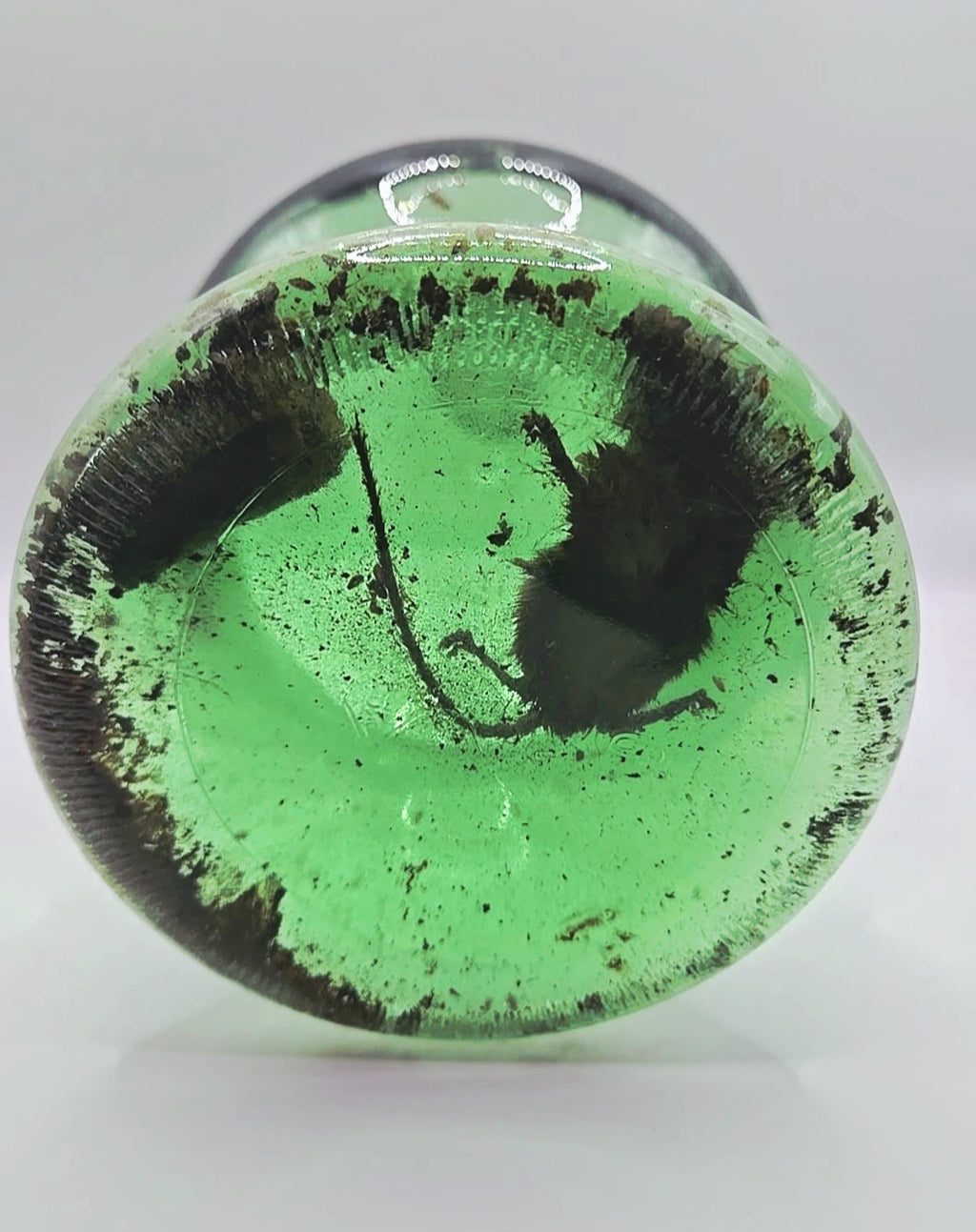 Vintage Green Glass Curiosity Bottle with Naturally Preserved Oddity