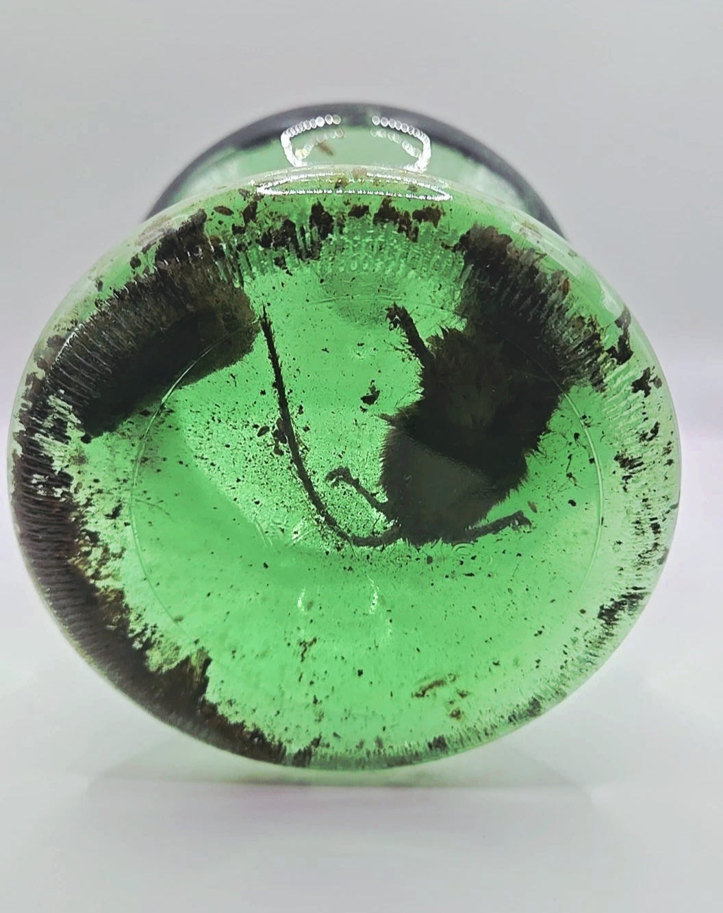 Vintage Green Glass Curiosity Bottle with Naturally Preserved Oddity