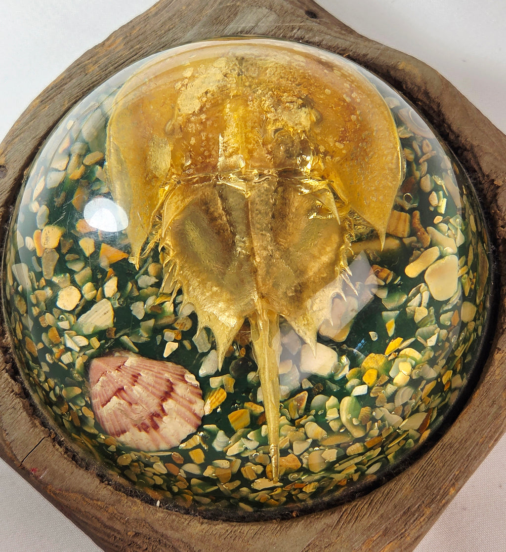 Vintage Resin Horseshoe Crab Coastal Curio Paperweight Display on Wood Base