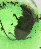 Vintage Green Glass Curiosity Bottle with Naturally Preserved Oddity