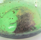 Vintage Green Glass Curiosity Bottle with Naturally Preserved Oddity