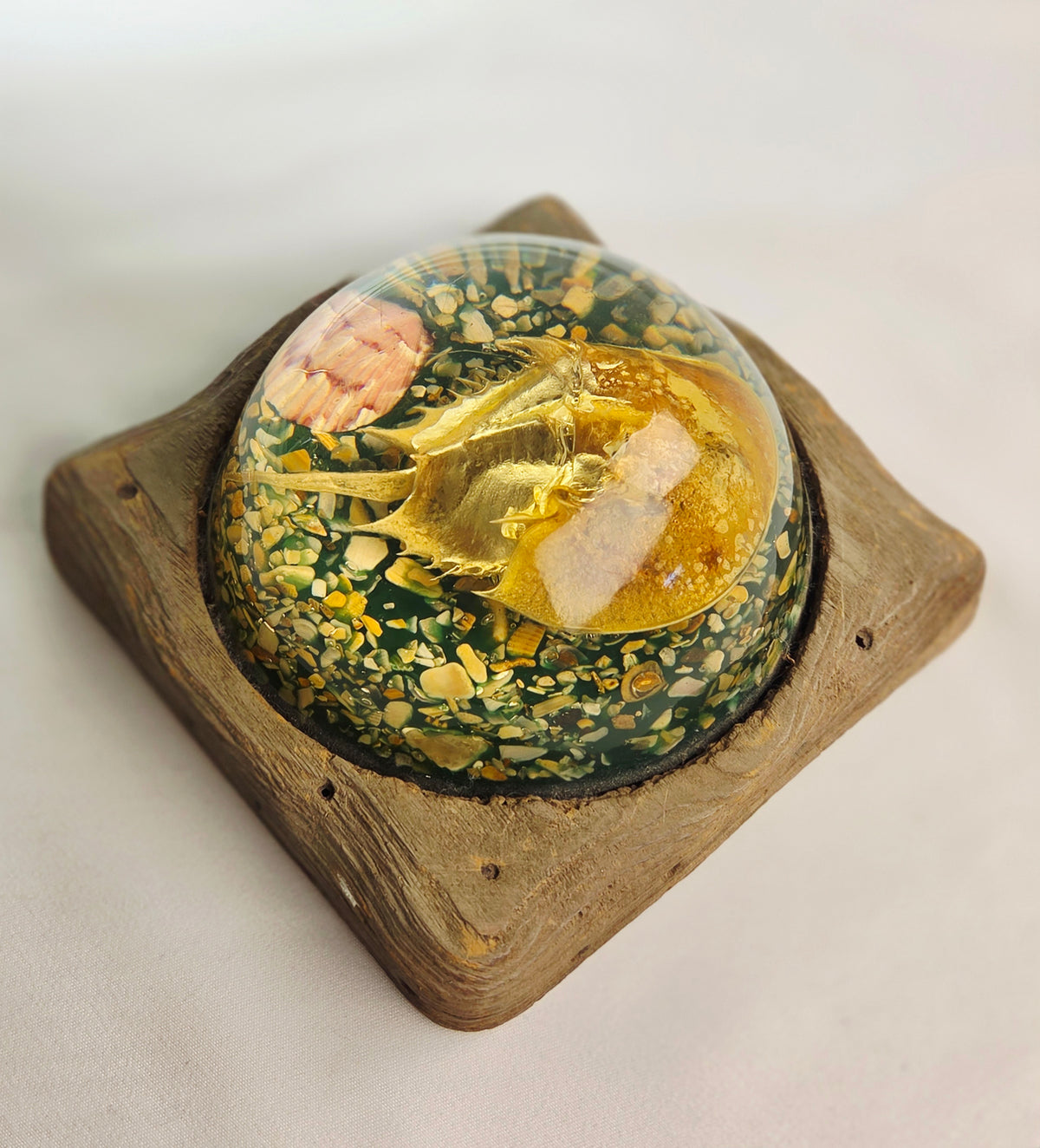 Vintage Resin Horseshoe Crab Coastal Curio Paperweight Display on Wood Base