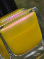 Pollinias Paradox - Yellow Crelly Nail Polish with Violet Pink Shimmer | Liquid Krystal Co. Handmade Indie Lacquer
