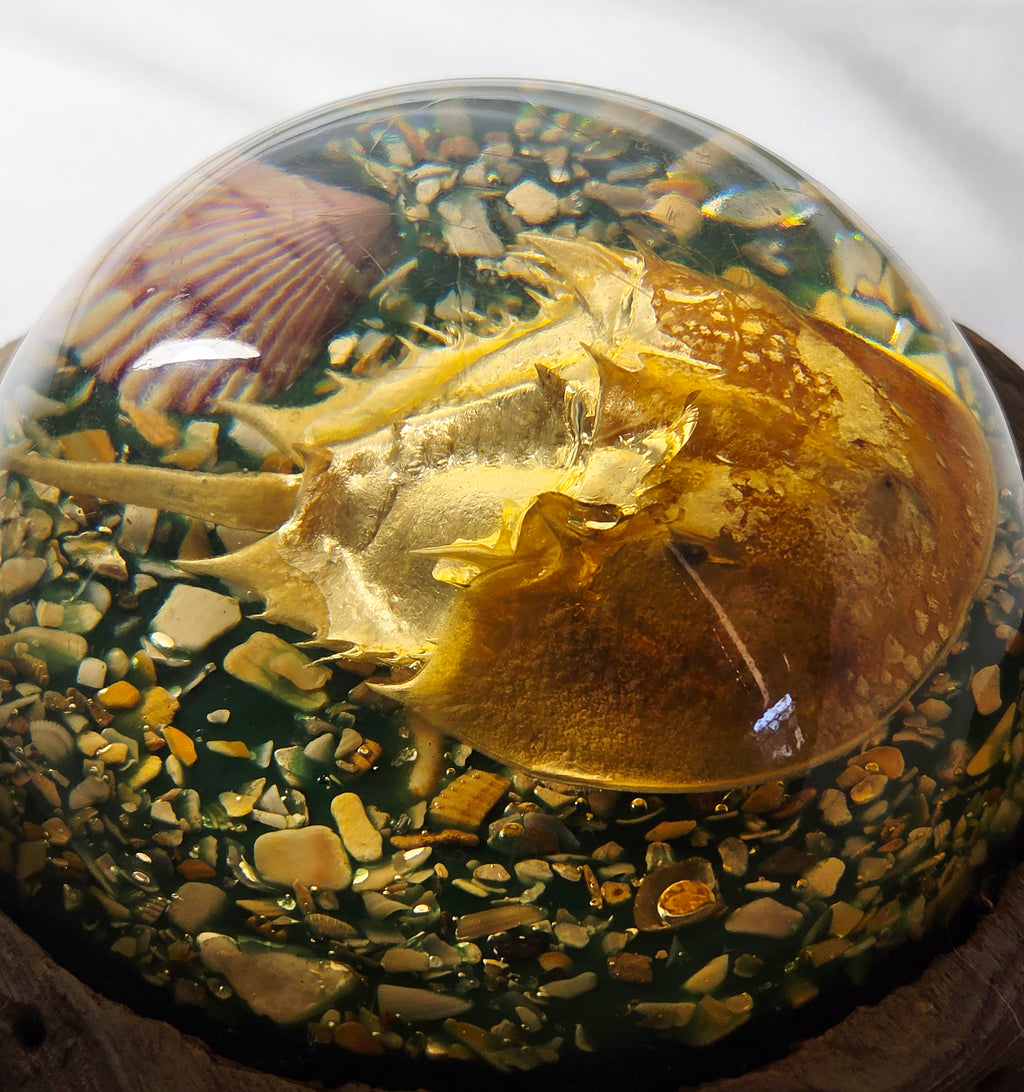 Vintage Resin Horseshoe Crab Coastal Curio Paperweight Display on Wood Base