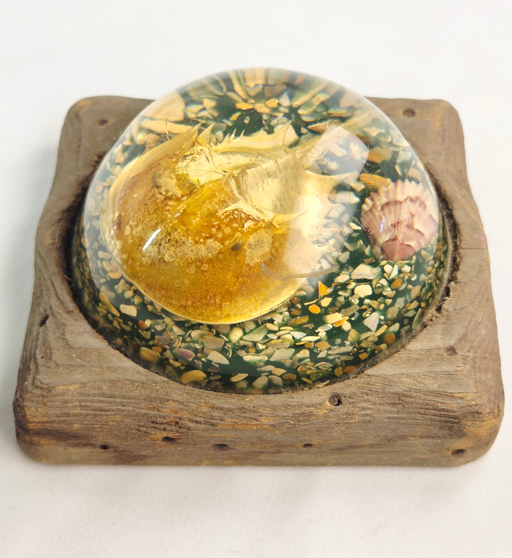 Vintage Resin Horseshoe Crab Coastal Curio Paperweight Display on Wood Base