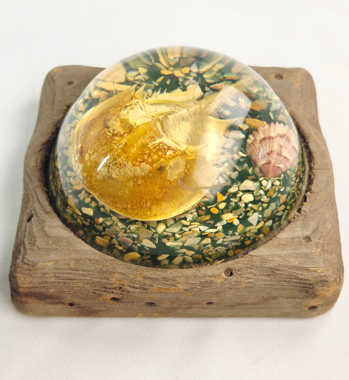 Vintage Resin Horseshoe Crab Coastal Curio Paperweight Display on Wood Base